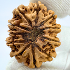 Antique 11 Mukhi Rudraksha (Nepal Origin-  32.83 MM | 7.00 Gms)