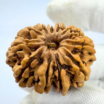 Antique 11 Mukhi Rudraksha (Nepal Origin-  32.83 MM | 7.00 Gms)