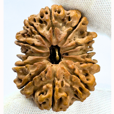 Antique 12 Mukhi Rudraksha (Nepal Origin- 33.15 MM | 6.59 Gms) - Himalaya Rudraksha Anusandhan Kendra