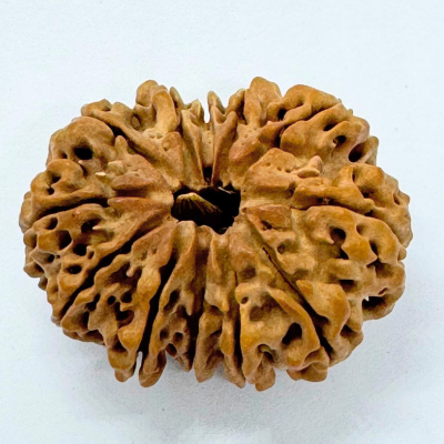 Antique 12 Mukhi Rudraksha (Nepal Origin- 33.15 MM | 6.59 Gms) - Himalaya Rudraksha Anusandhan Kendra