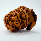 Antique 9 Mukhi Ganesh Rudraksha (Nepal Origin- 28.52 MM | 5.40 Gms) - Himalaya Rudraksha Anusandhan Kendra