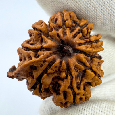 Antique 9 Mukhi Ganesh Rudraksha (Nepal Origin- 28.52 MM | 5.40 Gms) - Himalaya Rudraksha Anusandhan Kendra