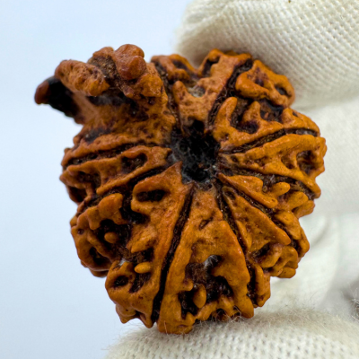 Antique 9 Mukhi Ganesh Rudraksha (Nepal Origin- 28.52 MM | 5.40 Gms) - Himalaya Rudraksha Anusandhan Kendra