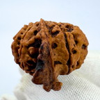 Antique 9 Mukhi Ganesh Rudraksha (Nepal Origin- 28.52 MM | 5.40 Gms) - Himalaya Rudraksha Anusandhan Kendra