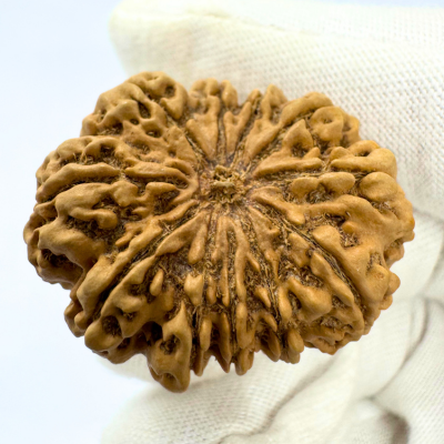 Antique 11 Mukhi Rudraksha (Nepal Origin- 33.06 MM | 6.59 Gms)