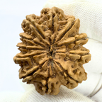 Antique 11 Mukhi Rudraksha (Nepal Origin- 33.06 MM | 6.59 Gms)