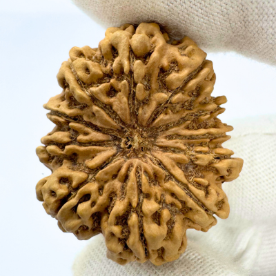 Antique 11 Mukhi Rudraksha (Nepal Origin- 33.06 MM | 6.59 Gms)