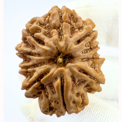 Antique 10 Mukhi Rudraksha (Nepal Origin- 30.40 MM | 7.49 Gms )