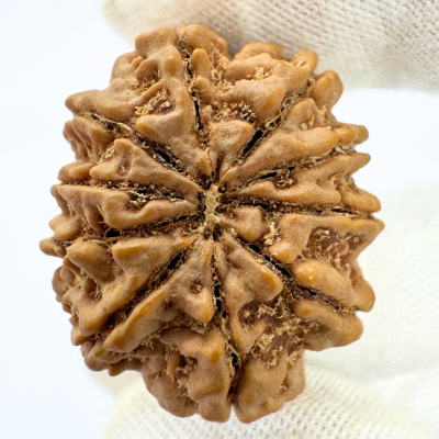Antique 10 Mukhi Rudraksha (Nepal Origin- 30.40 MM | 7.49 Gms )