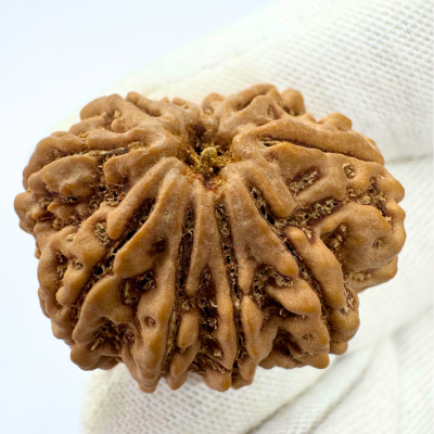 Antique 10 Mukhi Rudraksha (Nepal Origin- 30.40 MM | 7.49 Gms )
