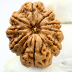 Antique 9 Mukhi Rudraksha (Nepal Origin- 31.63 MM | 7.56 Gms)