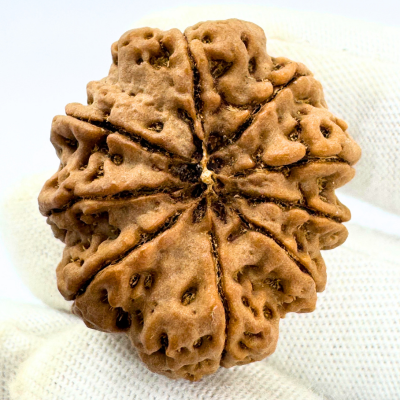 Antique 9 Mukhi Rudraksha (Nepal Origin- 31.63 MM | 7.56 Gms)