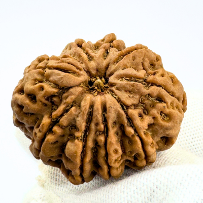 Antique 9 Mukhi Rudraksha (Nepal Origin- 31.63 MM | 7.56 Gms)