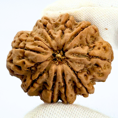 Antique 9 Mukhi Rudraksha (Nepal Origin- 31.63 MM | 7.56 Gms)