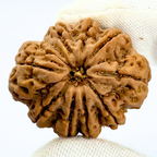 Antique 9 Mukhi Rudraksha (Nepal Origin- 31.63 MM | 7.56 Gms)