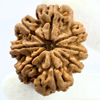 Antique 8 Mukhi Rudraksha (Nepal Origin - 32.55 MM | 7.86 Gms) - Himalaya Rudraksha Anusandhan Kendra