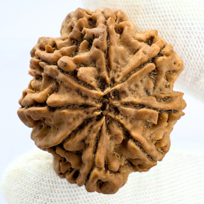 Antique 8 Mukhi Rudraksha (Nepal Origin - 32.55 MM | 7.86 Gms) - Himalaya Rudraksha Anusandhan Kendra