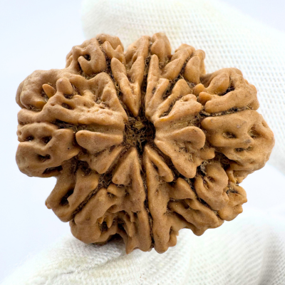 Antique 8 Mukhi Rudraksha (Nepal Origin - 32.55 MM | 7.86 Gms) - Himalaya Rudraksha Anusandhan Kendra
