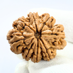 Antique 8 Mukhi Rudraksha (Nepal Origin - 32.55 MM | 7.86 Gms) - Himalaya Rudraksha Anusandhan Kendra