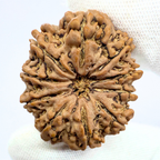 Antique 10 Mukhi Rudraksha (Nepal Origin- 33.45 MM | 9.00 Gms )