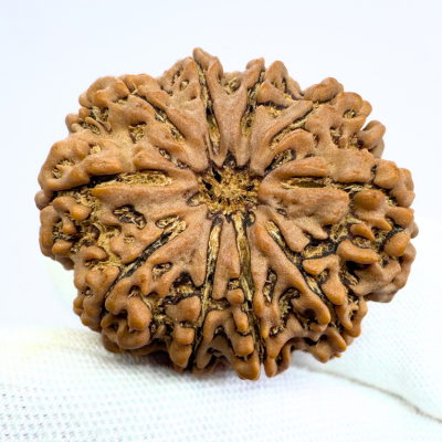 Antique 10 Mukhi Rudraksha (Nepal Origin- 33.45 MM | 9.00 Gms )