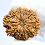 Antique 10 Mukhi Rudraksha (Nepal Origin- 33.45 MM | 9.00 Gms )