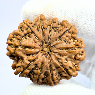 Antique 10 Mukhi Rudraksha (Nepal Origin- 33.45 MM | 9.00 Gms )