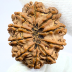 Antique 10 Mukhi Rudraksha (Nepal Origin- 33.45 MM | 9.00 Gms )