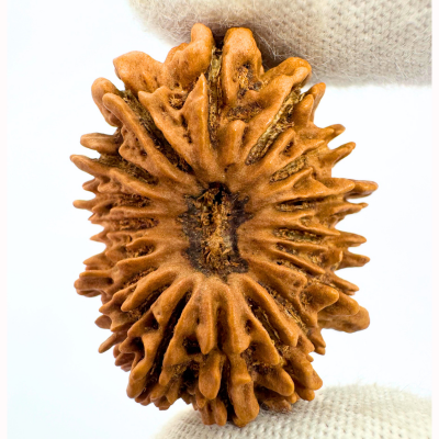 17 Mukhi Rudraksha (Nepal Origin- 31.10 MM)