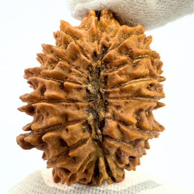 17 Mukhi Rudraksha (Nepal Origin- 31.10 MM)