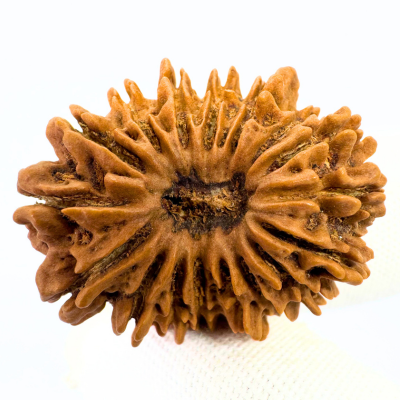 17 Mukhi Rudraksha (Nepal Origin- 31.10 MM)