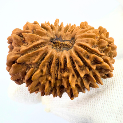 17 Mukhi Rudraksha (Nepal Origin- 31.10 MM)