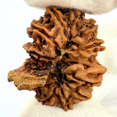 Antique 12 Mukhi Ganesh Rudraksha (Nepal Origin- 31.17 MM | 6.25 Gms) - Himalaya Rudraksha Anusandhan Kendra