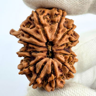 Antique 12 Mukhi Ganesh Rudraksha (Nepal Origin- 31.17 MM | 6.25 Gms) - Himalaya Rudraksha Anusandhan Kendra