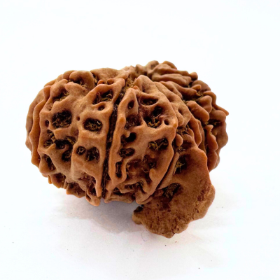 Antique 12 Mukhi Ganesh Rudraksha (Nepal Origin- 31.17 MM | 6.25 Gms) - Himalaya Rudraksha Anusandhan Kendra