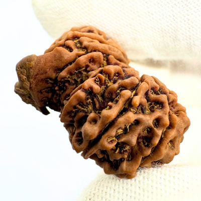 Antique 12 Mukhi Ganesh Rudraksha (Nepal Origin- 31.17 MM | 6.25 Gms) - Himalaya Rudraksha Anusandhan Kendra