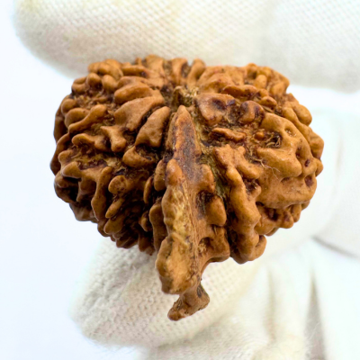 Antique 10 Mukhi Ganesh Rudraksha (Nepal Origin- 24.06 MM | 3.30 Gms) - Himalaya Rudraksha Anusandhan Kendra