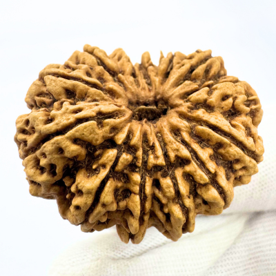 Antique 13 Mukhi Rudraksha (Nepal Origin - 35.01 MM | 7.35 Gms) - Himalaya Rudraksha Anusandhan Kendra