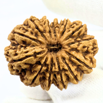 Antique 13 Mukhi Rudraksha (Nepal Origin - 35.01 MM | 7.35 Gms) - Himalaya Rudraksha Anusandhan Kendra