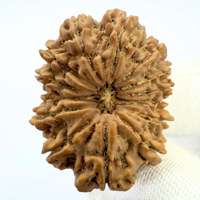 Antique 14 Mukhi Rudraksha (Nepal Origin - 32.34 MM | 6.61 Gms) - Himalaya Rudraksha Anusandhan Kendra