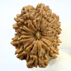 Antique 14 Mukhi Rudraksha (Nepal Origin - 32.34 MM | 6.61 Gms) - Himalaya Rudraksha Anusandhan Kendra