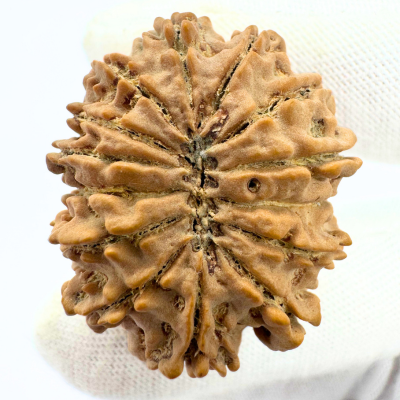 Antique 14 Mukhi Rudraksha (Nepal Origin - 32.34 MM | 6.61 Gms) - Himalaya Rudraksha Anusandhan Kendra