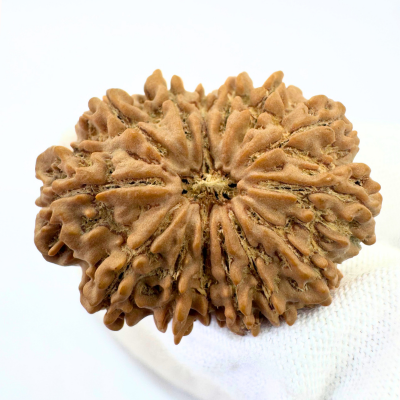Antique 14 Mukhi Rudraksha (Nepal Origin - 32.34 MM | 6.61 Gms) - Himalaya Rudraksha Anusandhan Kendra