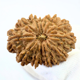 Antique 14 Mukhi Rudraksha (Nepal Origin - 32.34 MM | 6.61 Gms) - Himalaya Rudraksha Anusandhan Kendra