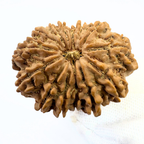 Antique 14 Mukhi Rudraksha (Nepal Origin - 32.34 MM | 6.61 Gms) - Himalaya Rudraksha Anusandhan Kendra