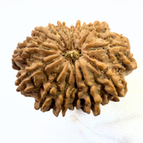 Antique 14 Mukhi Rudraksha (Nepal Origin - 32.34 MM | 6.61 Gms) - Himalaya Rudraksha Anusandhan Kendra