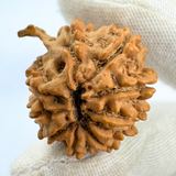 Antique 9 Mukhi Ganesh Rudraksha (Nepal Origin- 25.48 MM | 4.38 Gms)