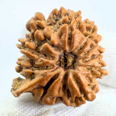 Antique 9 Mukhi Ganesh Rudraksha (Nepal Origin- 25.48 MM | 4.38 Gms) - Himalaya Rudraksha Anusandhan Kendra
