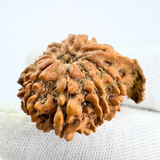 Antique 9 Mukhi Ganesh Rudraksha (Nepal Origin- 25.48 MM | 4.38 Gms)