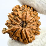 Antique 9 Mukhi Ganesh Rudraksha (Nepal Origin- 25.48 MM | 4.38 Gms)